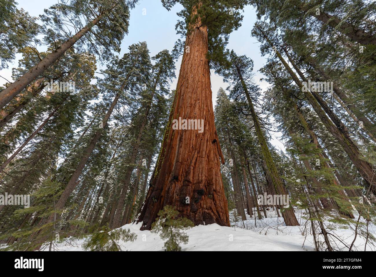 Thick trunk of giant redwood tree towers above snow covered ground amid ...