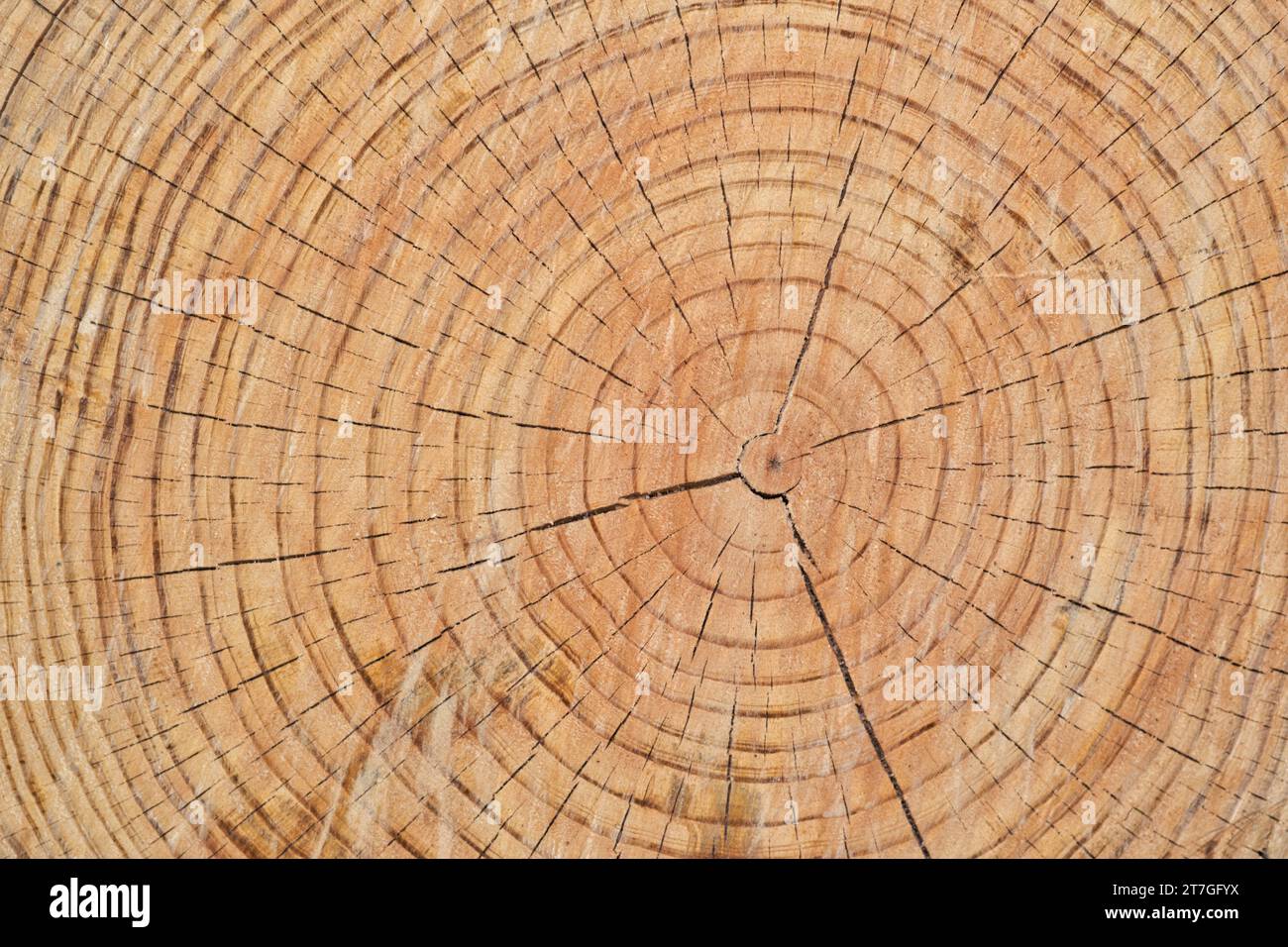 Tree rings cross section of a Bald Cypress (Taxodium distichum). Closeup detailed abstract background image. Stock Photo