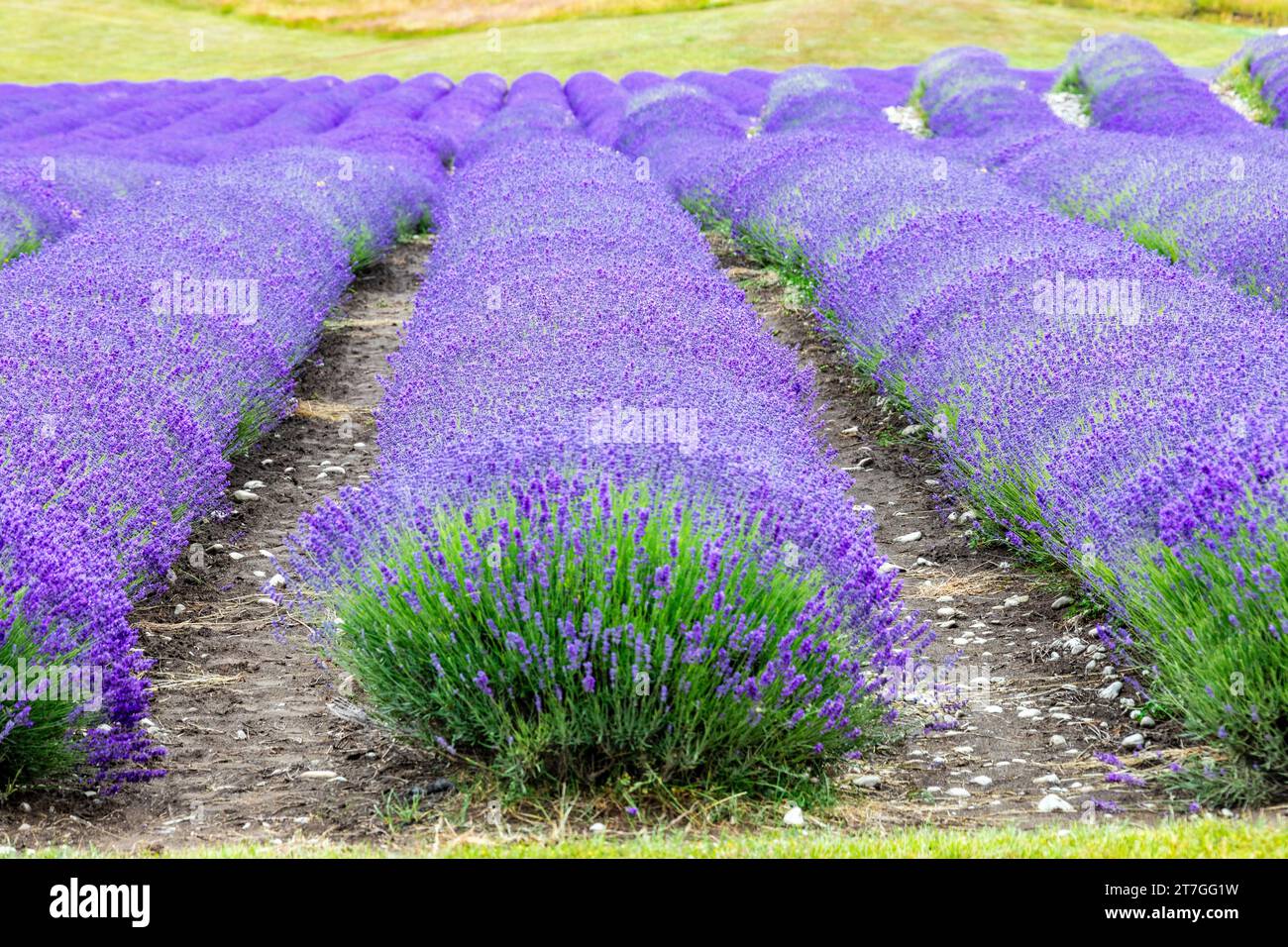 New Zealand, attraction of a lavender farm. Lavender has medicinal properties as well as being a popular fragrance Stock Photo
