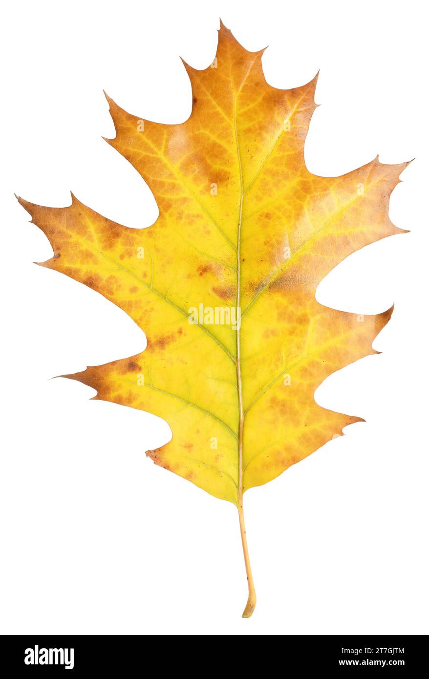 Autumn season. Oak leaf isolated on white Stock Photo - Alamy