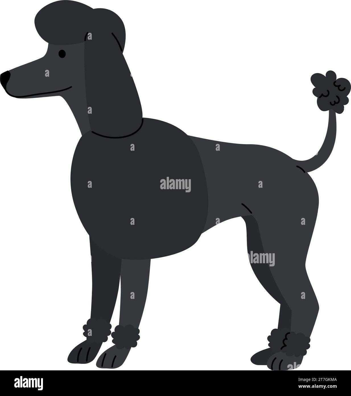 dog breed standard poodle Stock Vector Image & Art Alamy