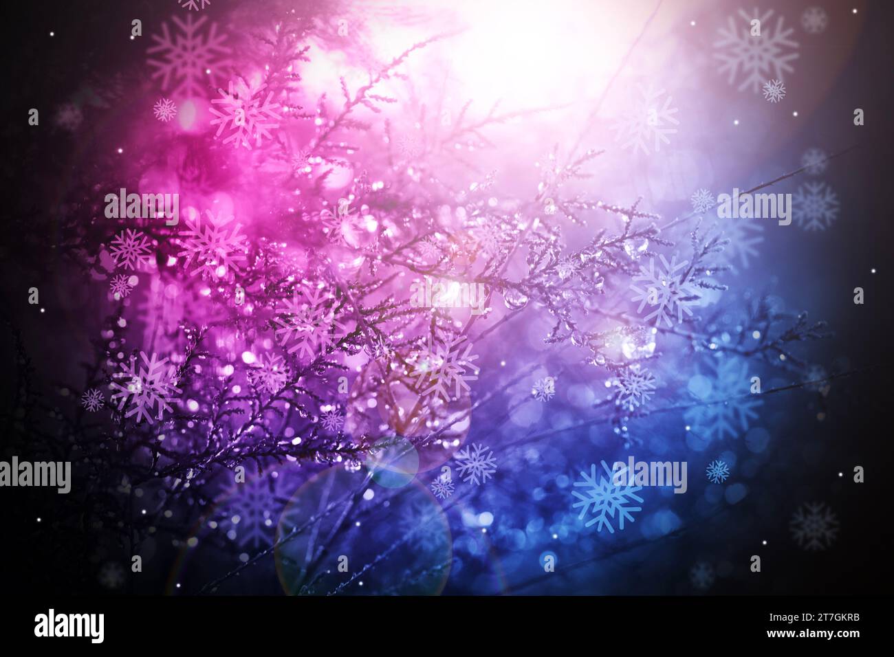 Pine tree in gardient color with snow drop for winter or christmas celebration background. Stock Photo