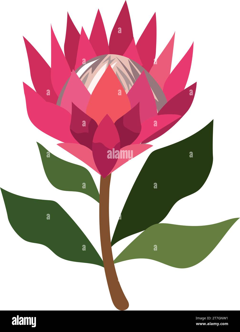 south africa king protea garden Stock Vector Image & Art Alamy