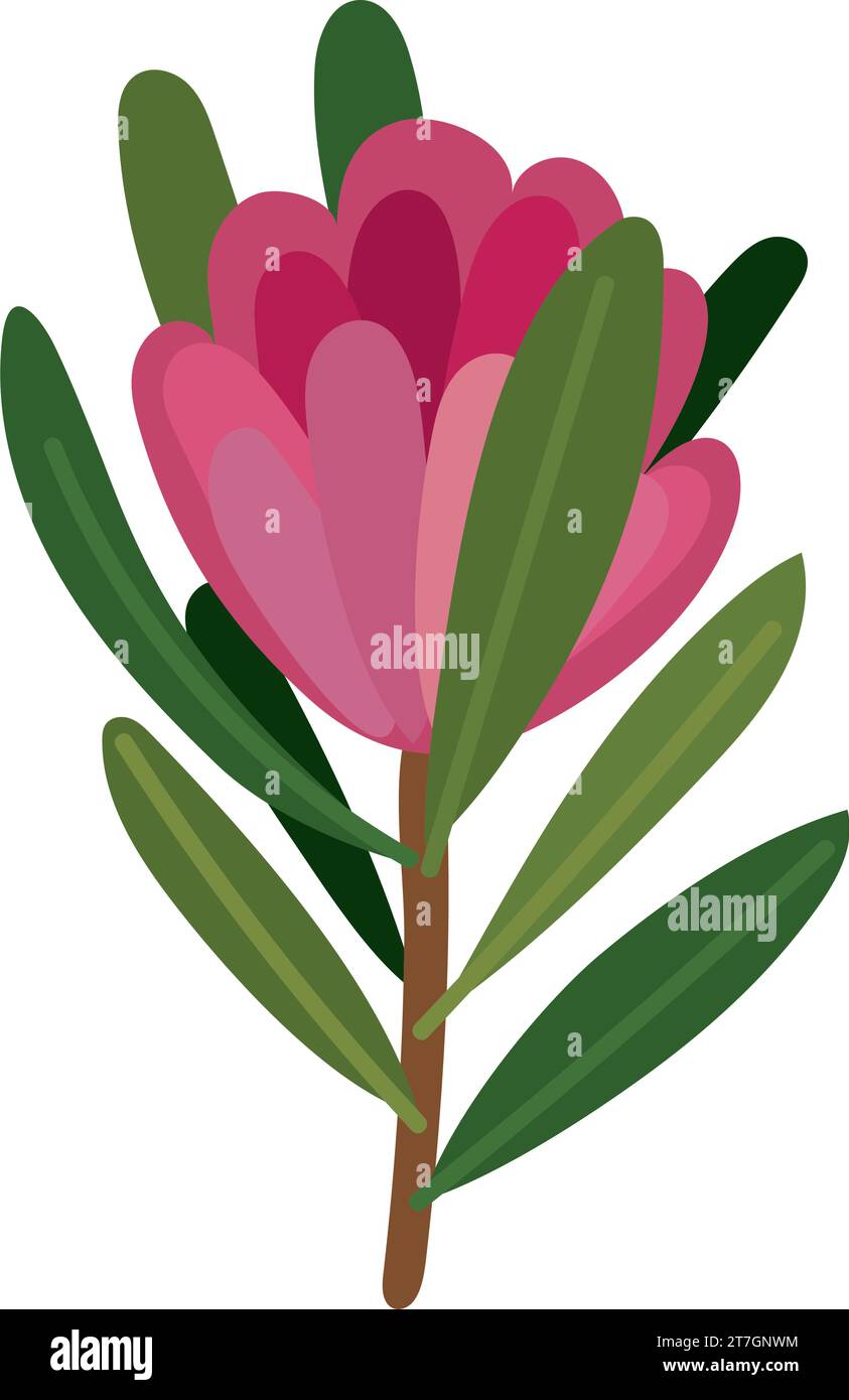 south africa king protea design Stock Vector Image & Art Alamy
