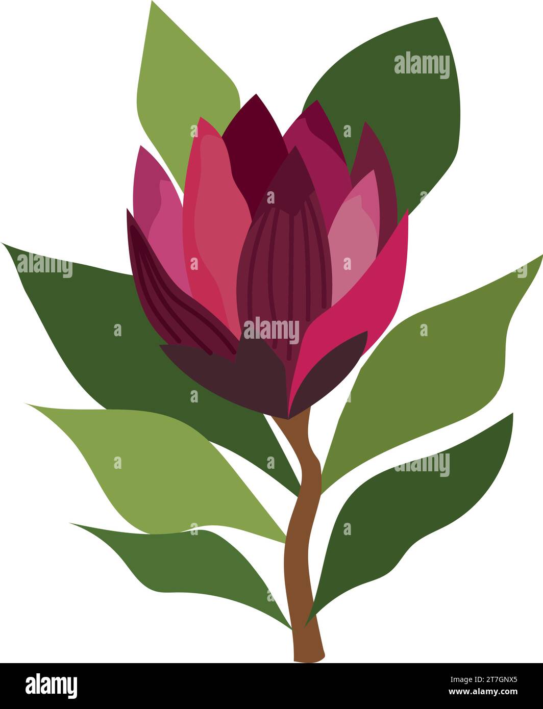 south africa king protea floral Stock Vector Image & Art - Alamy