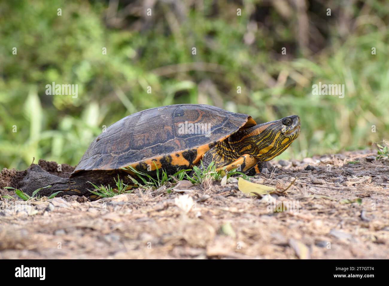 South American tortoise (Trachemys dorbigni) (Spanish tortuga tigre de ...