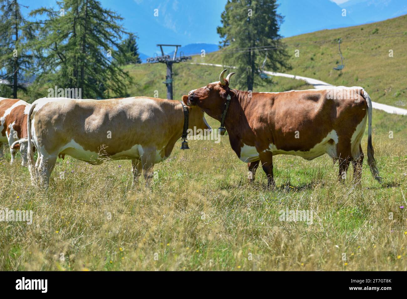 Cows with cowbells lick each other on the mountain pasture, Spielbergalm, Salzburger Land, Austria Stock Photo