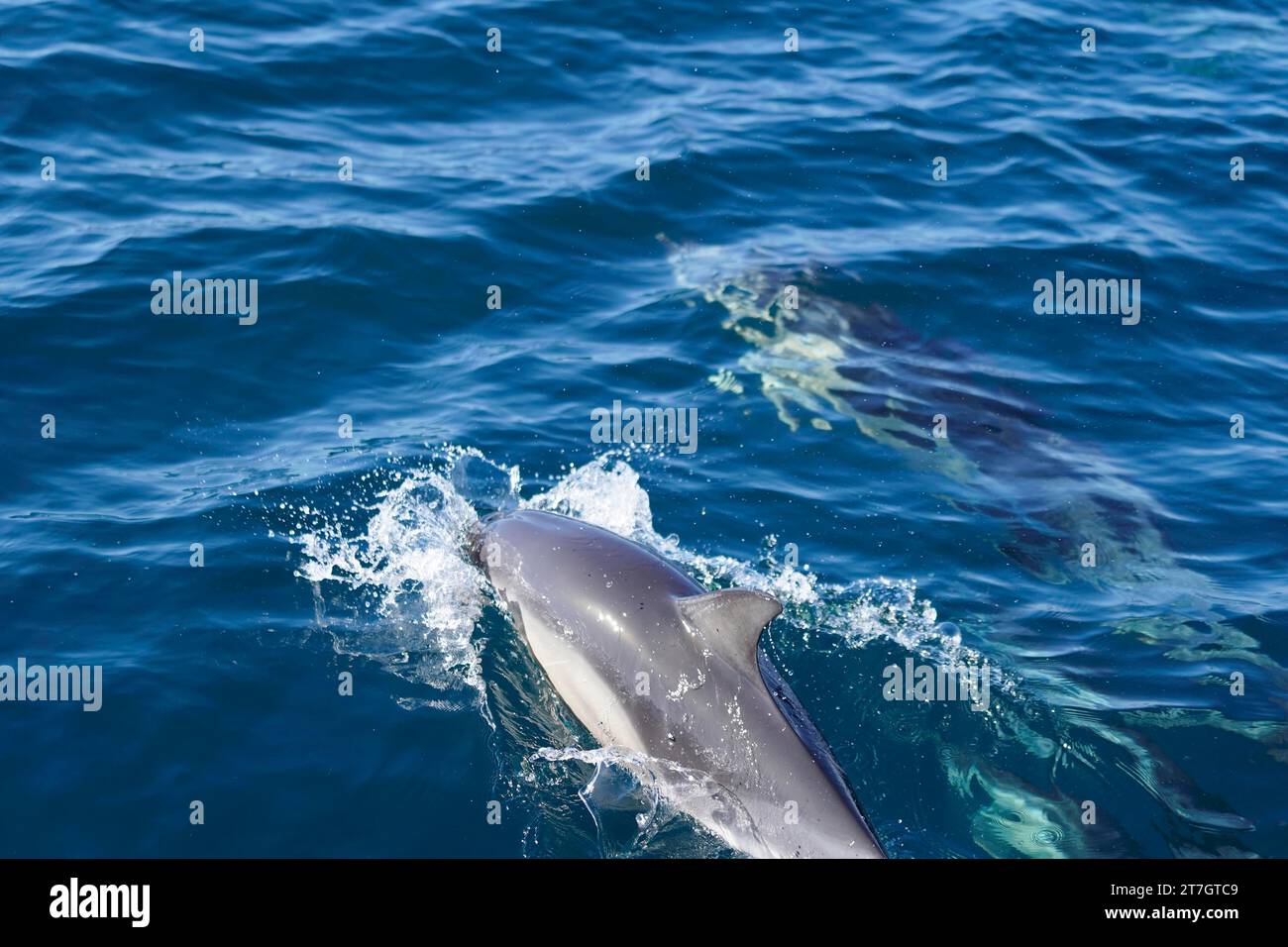 Long-beaked common dolphins (Delphinus capensis), Dolphin Watching, Atlantic Ocean, approx. 25 km from the shore, Lagos, Algarve, Portugal Stock Photo