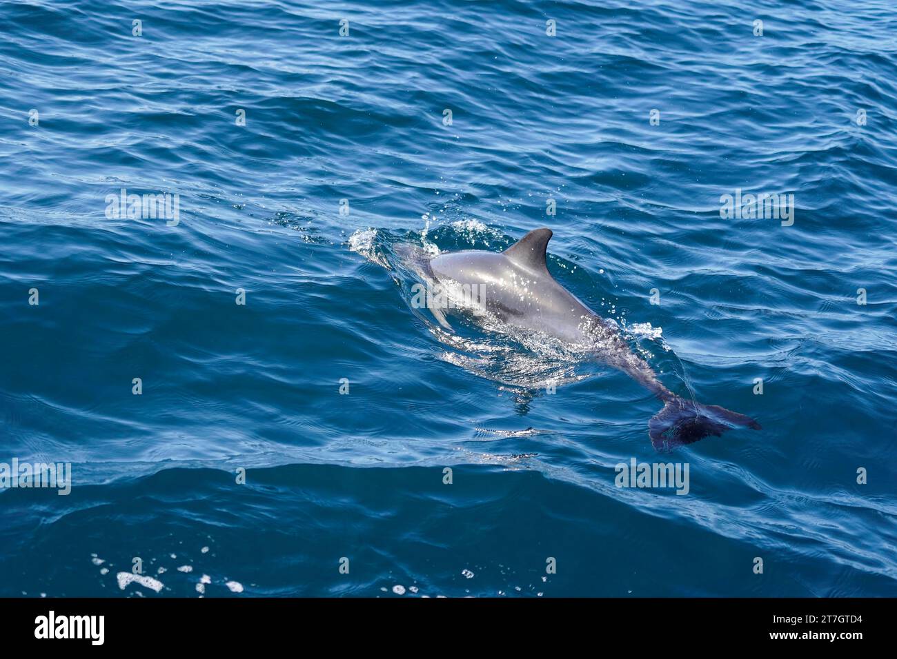 Long-beaked common dolphins (Delphinus capensis), Dolphin Watching, Atlantic Ocean, approx. 25 km from the shore, Lagos, Algarve, Portugal Stock Photo