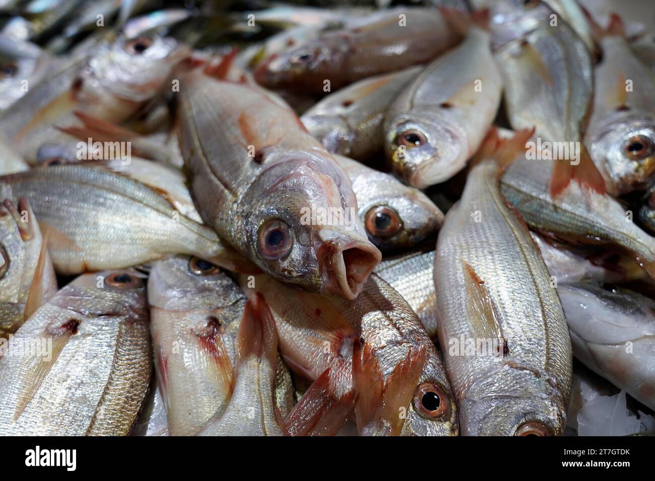 Fresh raw fish, seafood, fish market hall, market hall, Lagos, Portugal Stock Photo