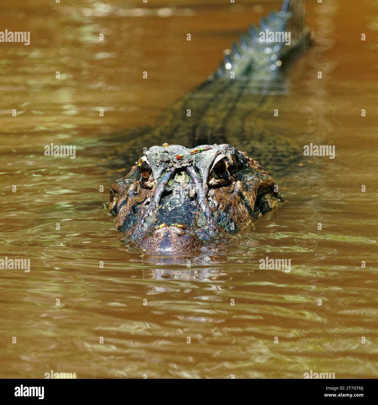 A caiman lurking at the river's edge in the Amazonian rainforest, Cuyabeno Reserve in the Amazon Region between Ecuador and Peru. Stock Photo
