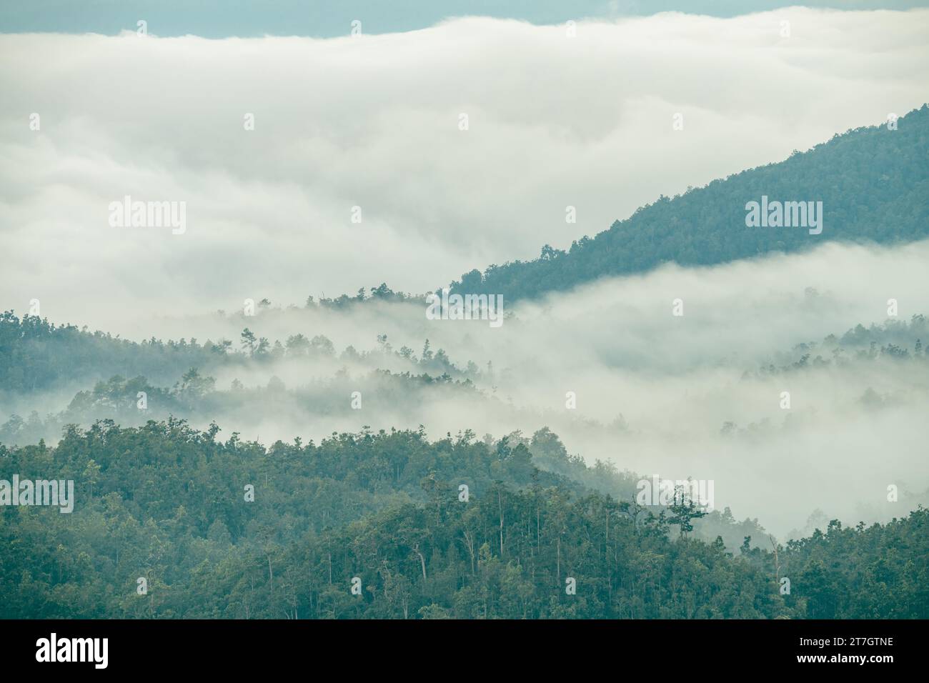 Foggy mountain landscape. Aerial view of dark green trees in tropical ...