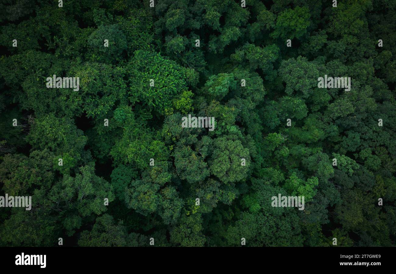 Aerial top view of green trees in forest. Drone view of dense green