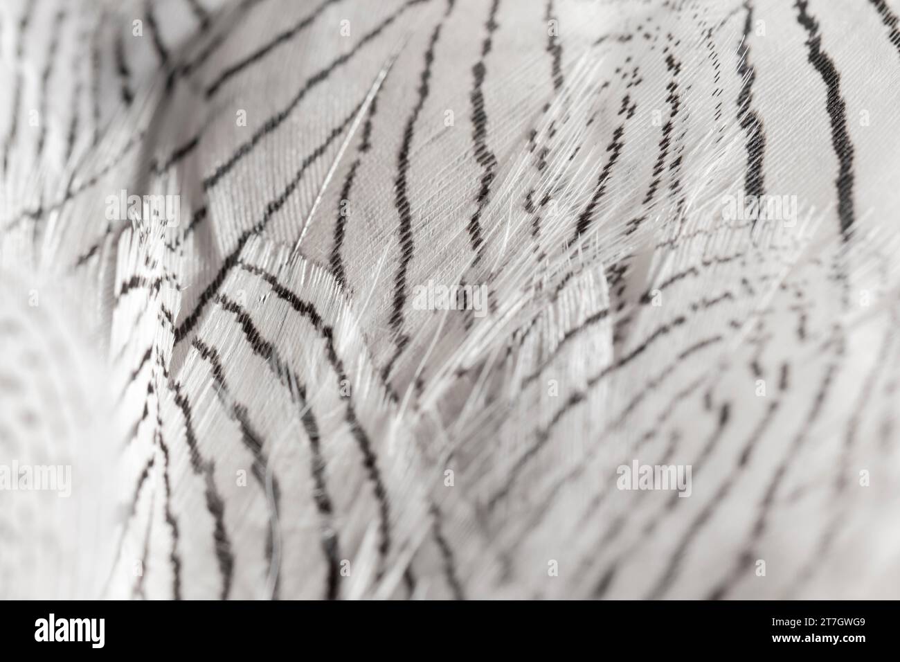 Close up feathers with black lines