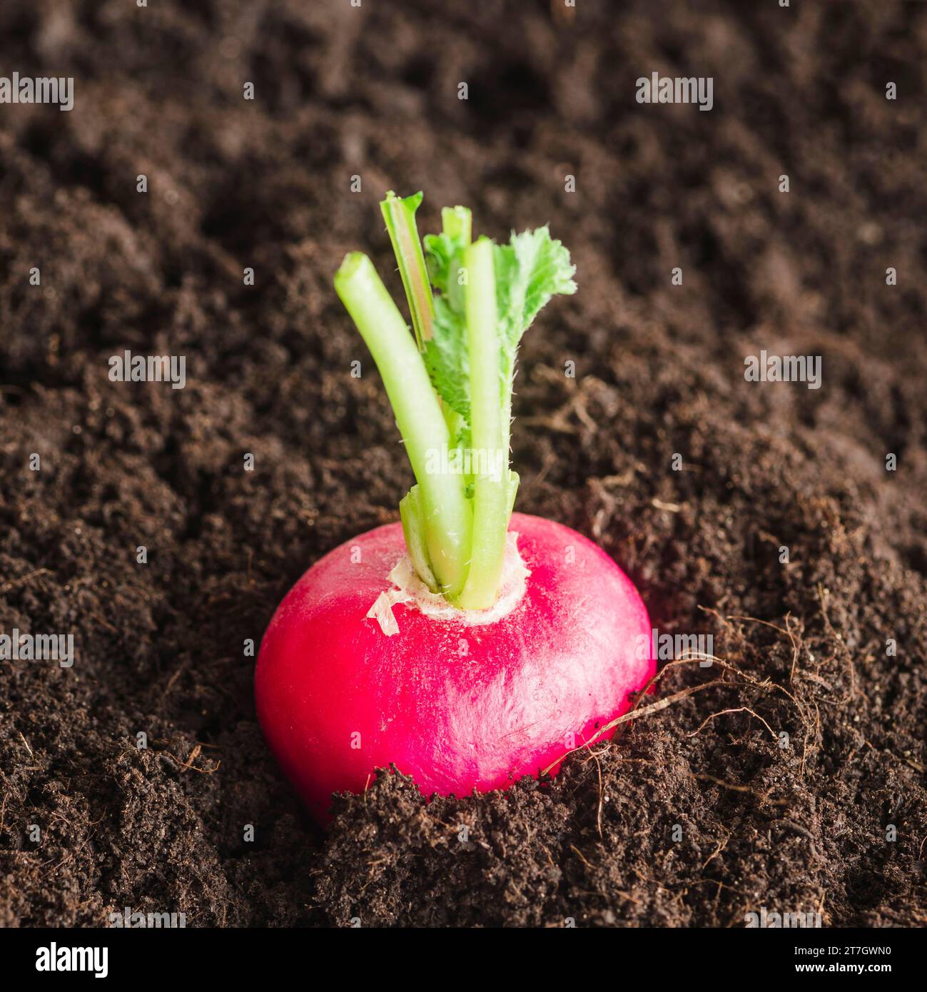 Close up red turnip growing soil Stock Photo