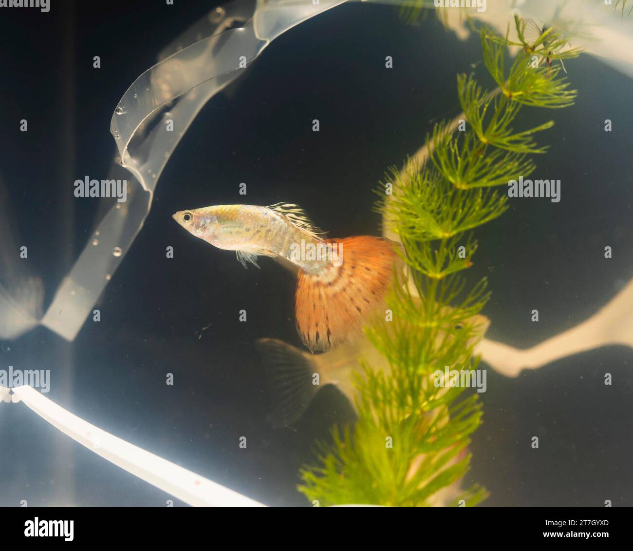 Plastic pollution fish hires stock photography and images Alamy