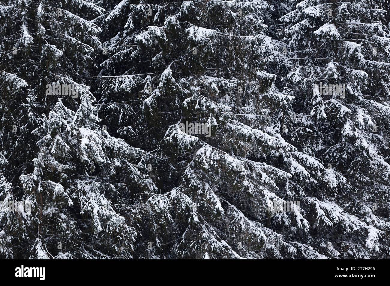 Snow-covered fir trees (Abies) in the Vosges Mountains near Le Bonhomme, Haut-Rhin, Grand Est, France Stock Photo