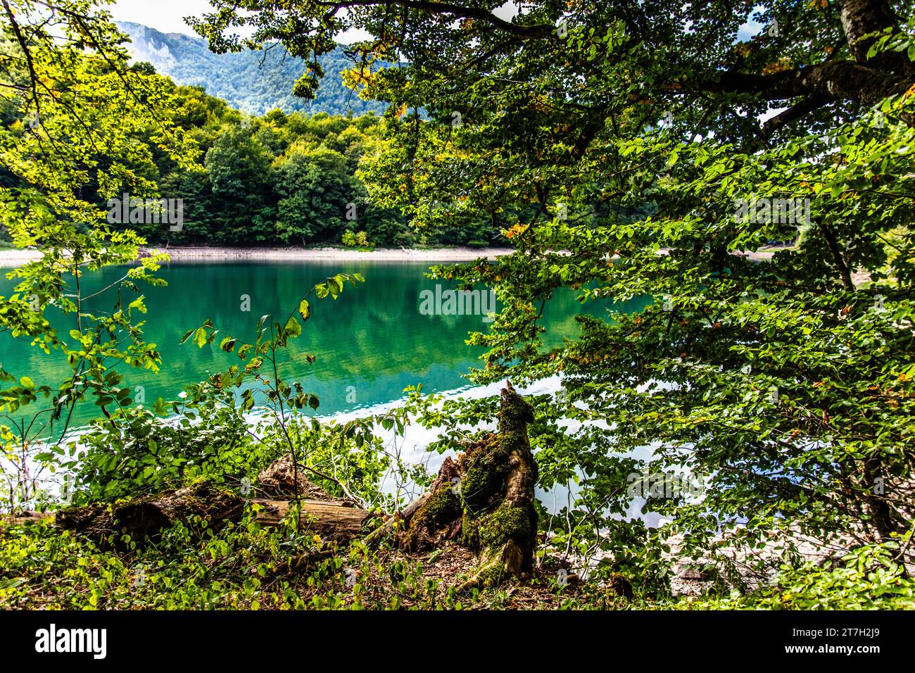 Biogradska Gora National Park with the glacial lake Biogrdska Jezero, Montenegro, Kolasin, Montenegro Stock Photo