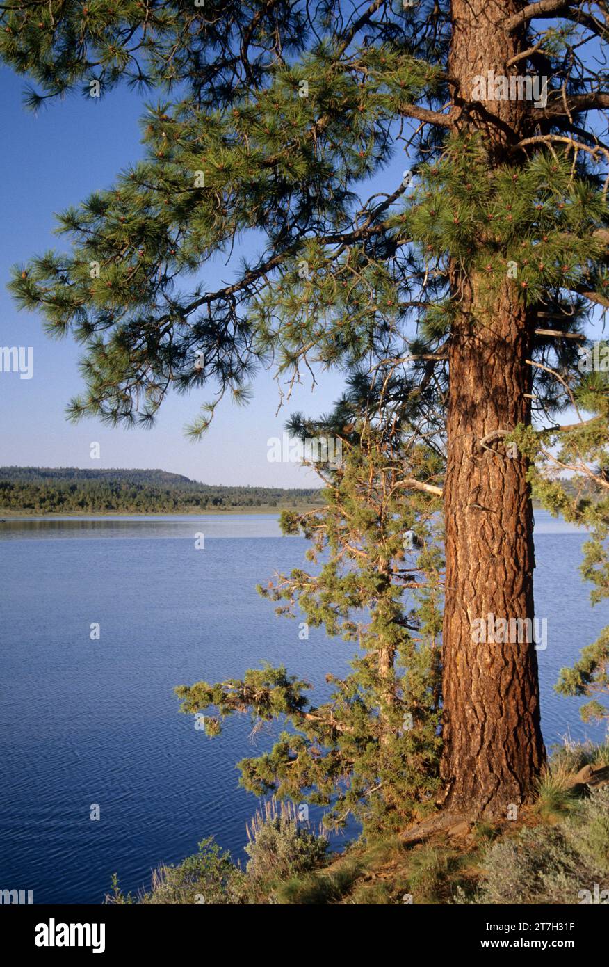 Antelope Flat Reservoir, Ochoco National Forest, Oregon Stock Photo