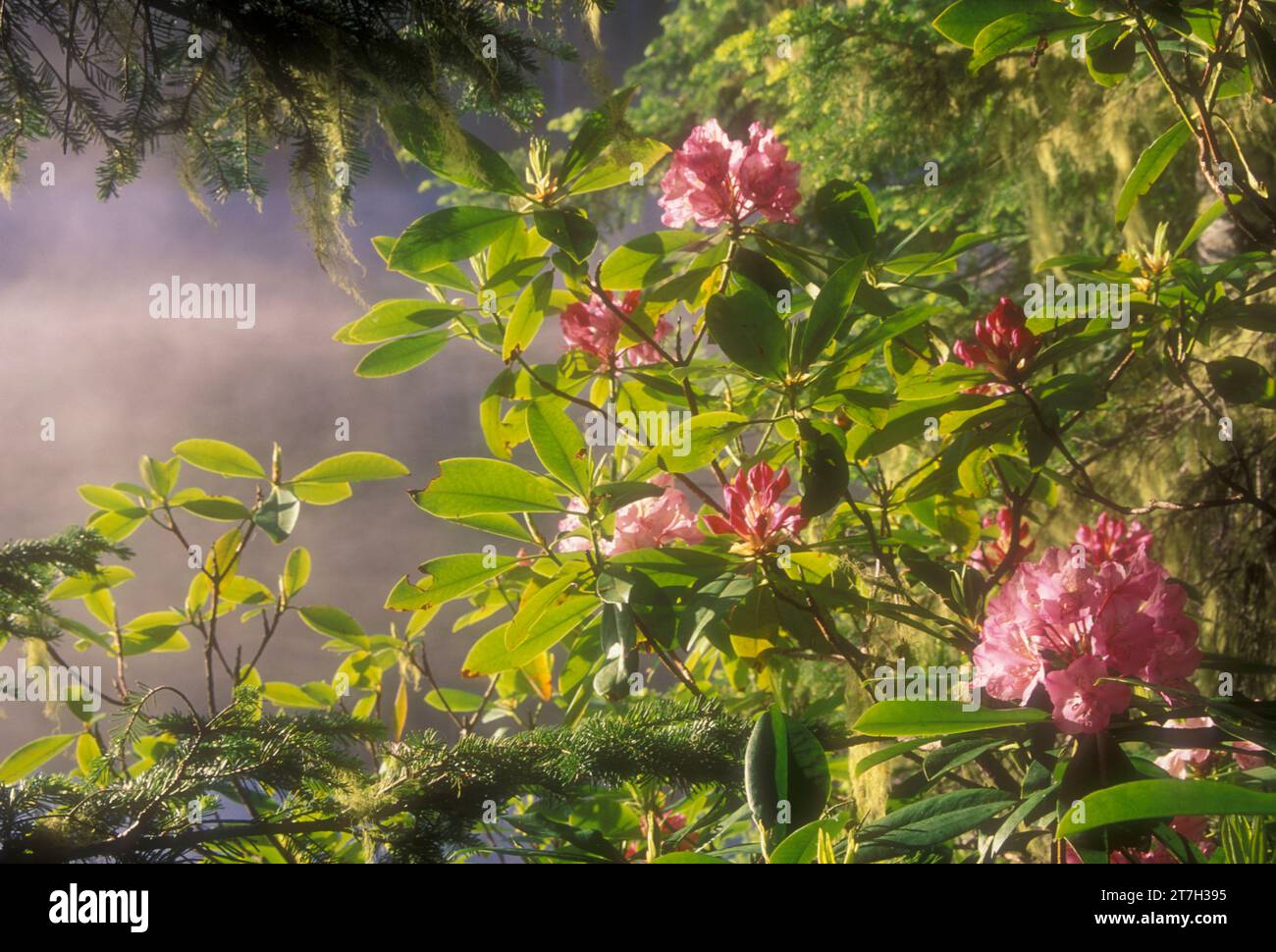 Oregon Native Rhododendron Pacific rhododendron (Rhododendron macrophyllum) at Blair Lake ...