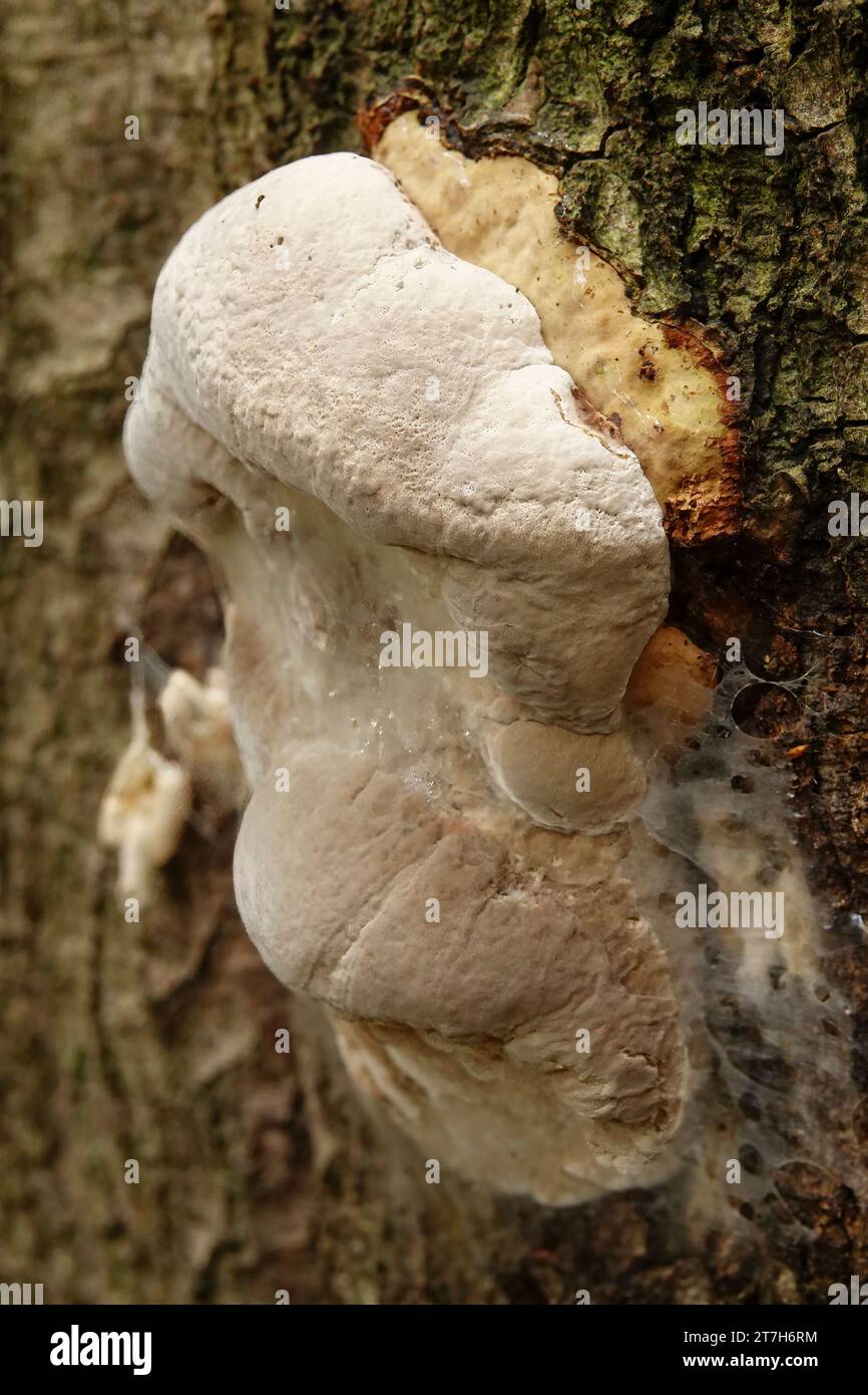 Natural vertical closeup on an emerging tinder fungus, Fomes fomentarius on a dead beech tree Stock Photo