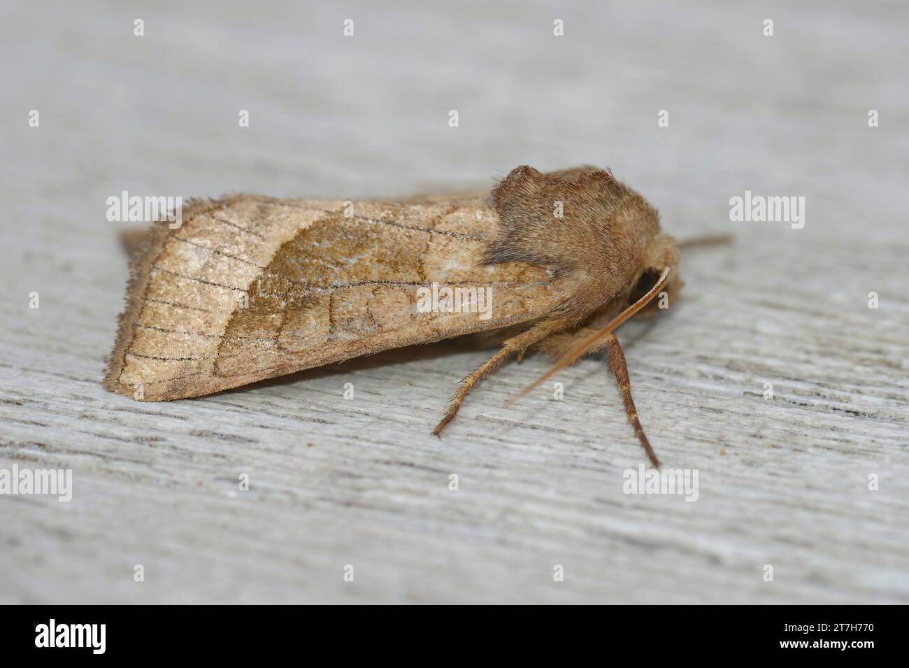 Detailed closeup on a Potato skin borer owlet moth , Hydraecia micacea Stock Photo
