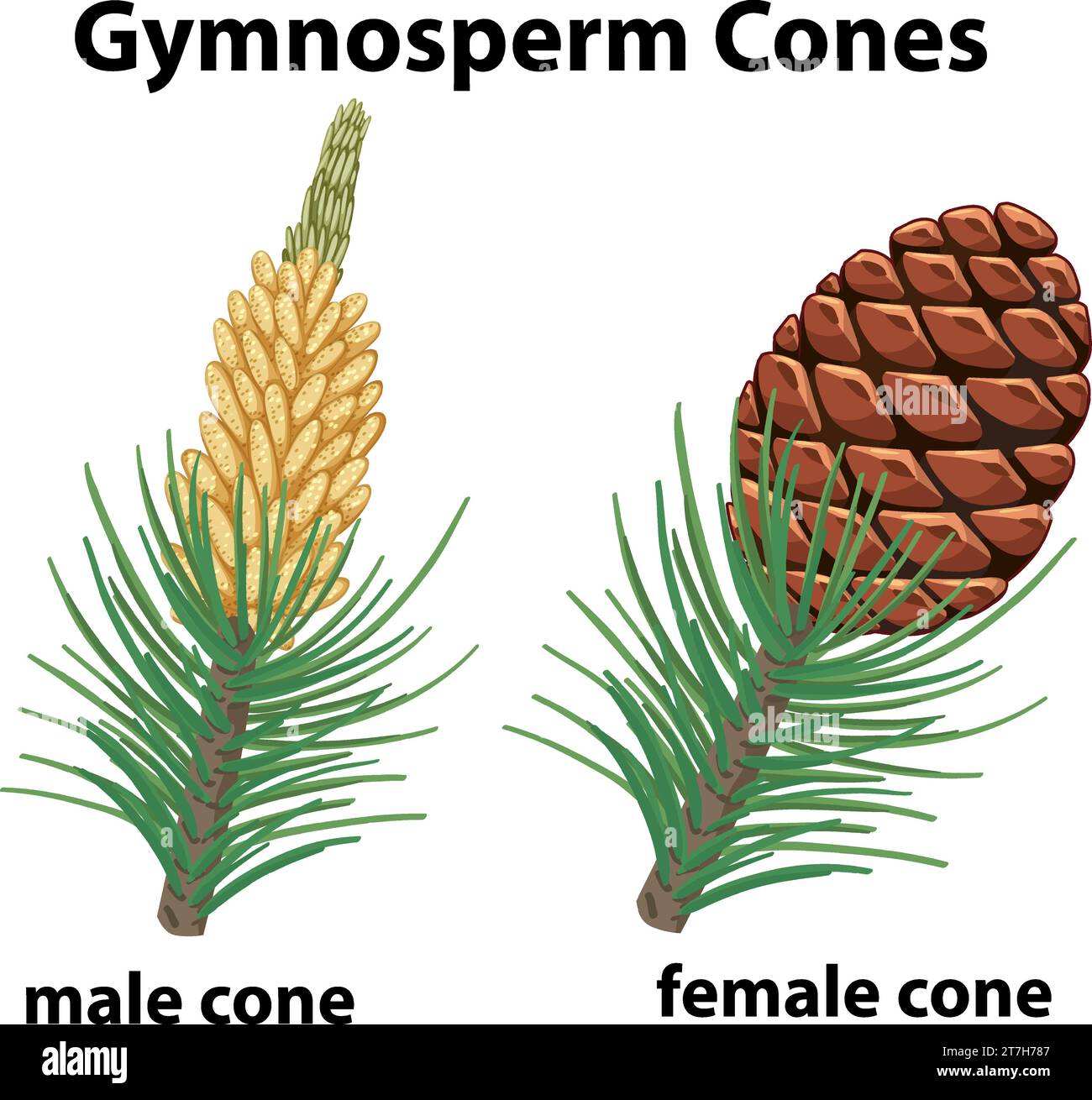 Illustration showcasing the different gender cones of gymnosperm plants Stock Vector