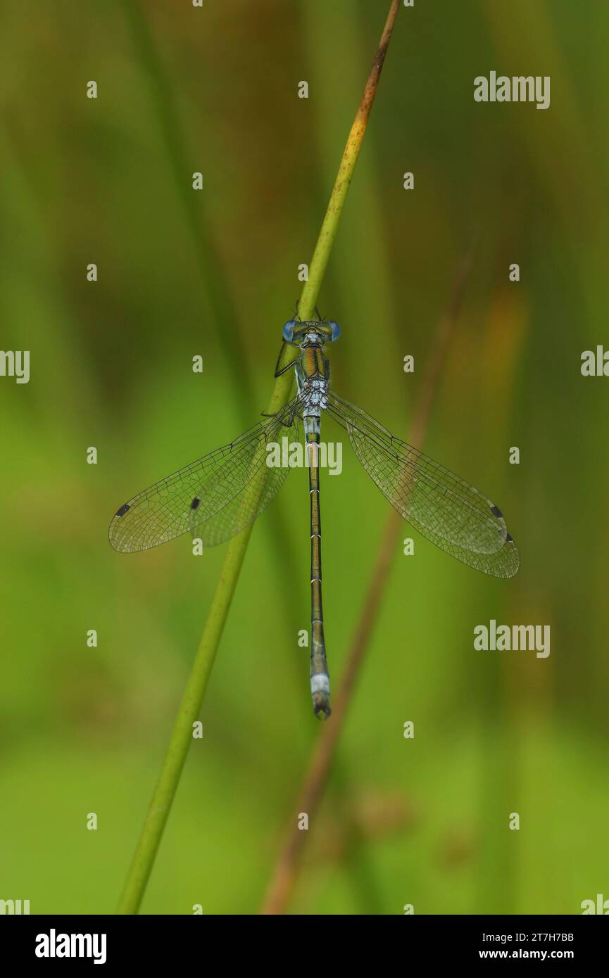 Natural vertical closeup on the blue Emerald spreadwing damselfly, Lestes dryas , with spread wings against a green background Stock Photo