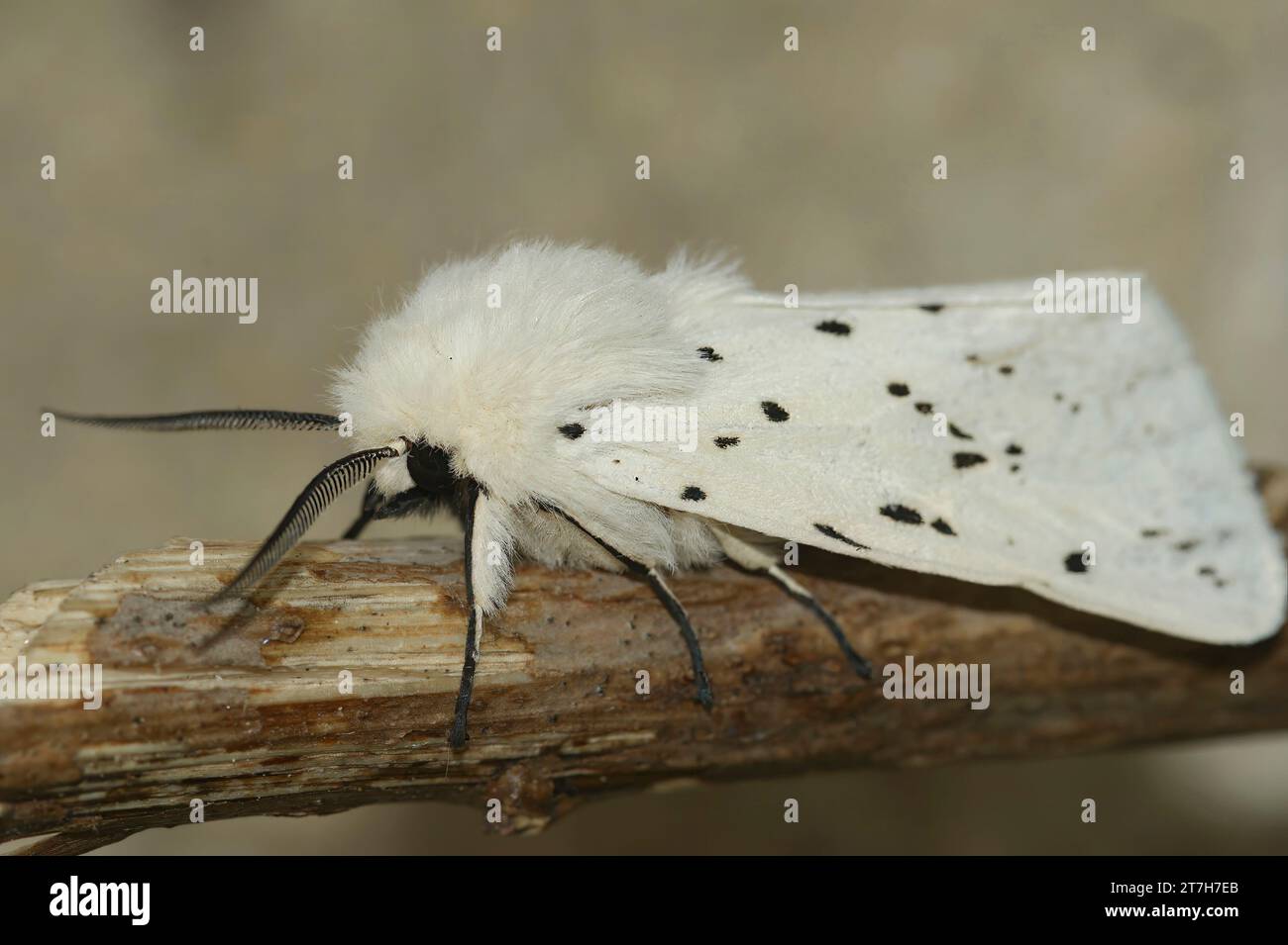 Natural closeup on a white Ermine tussock moth, Spilosoma lubricipeda, sitting on a twig Stock Photo