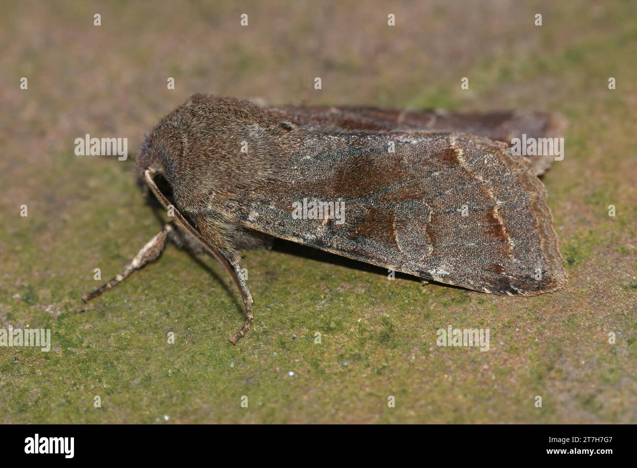 Detailed closeup on a Clouded Drab oiwlet moth, Ortyhosia incerta Stock Photo