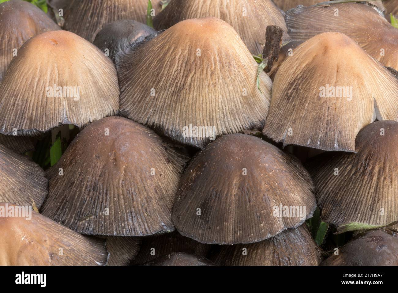 Coprinellus cluster closeup. Bay Area, California, USA. Stock Photo