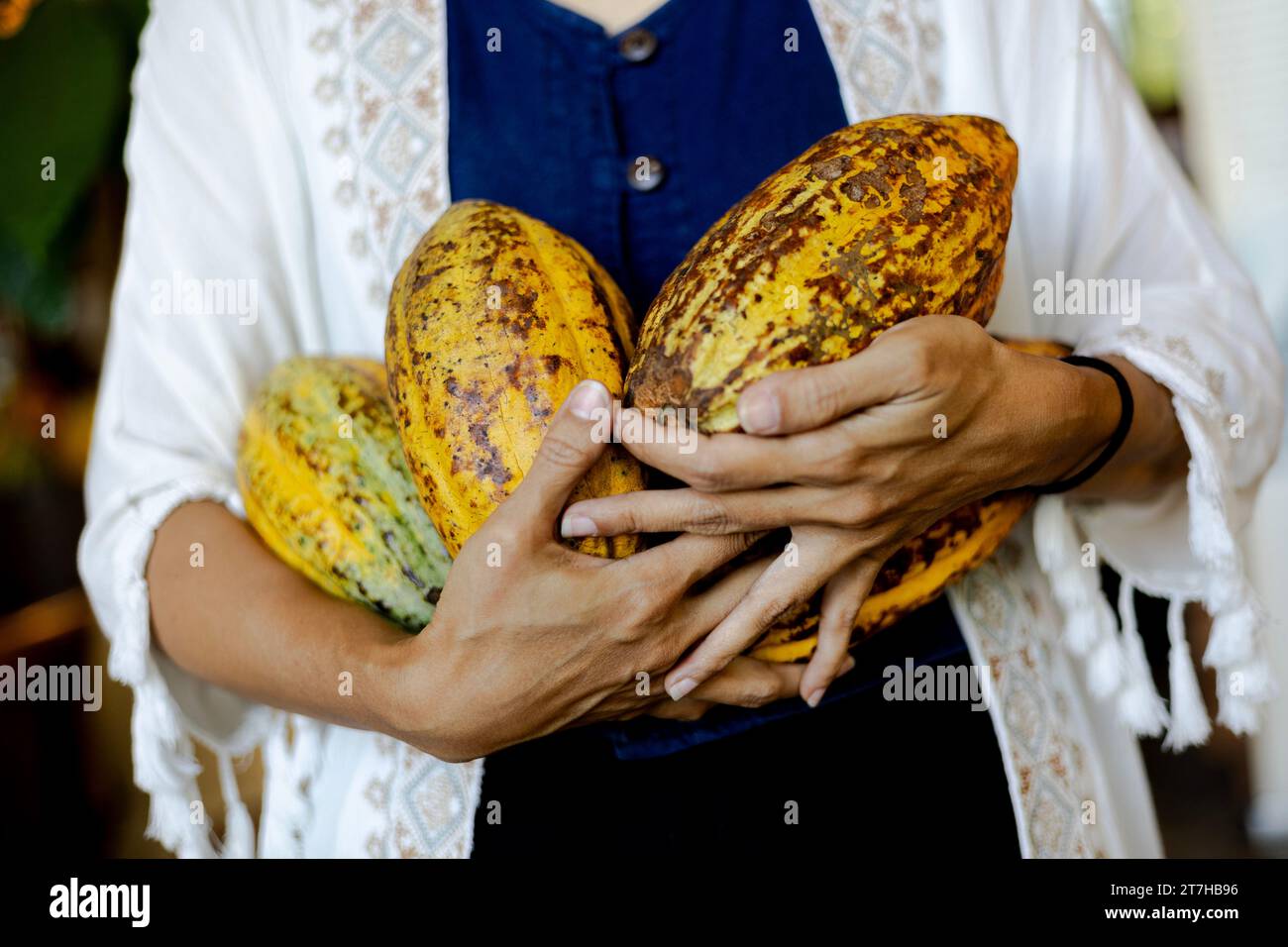 Asian Woman farmer holds the cocoa fruit in the crate. Raw Cocoa fruit pod in woman hands