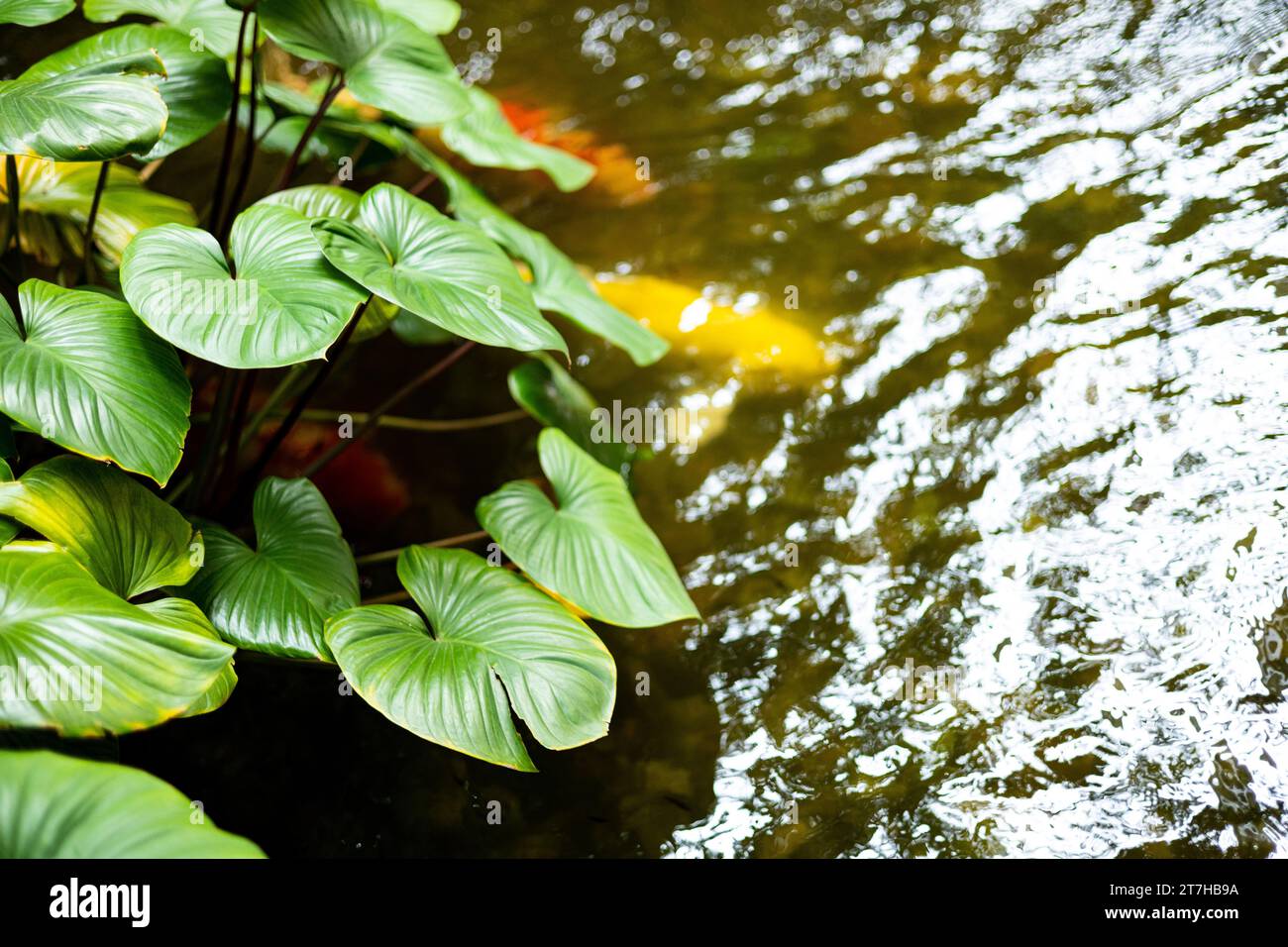 An outdoor koi fancy fish pond for beauty. The Tree In The ponds