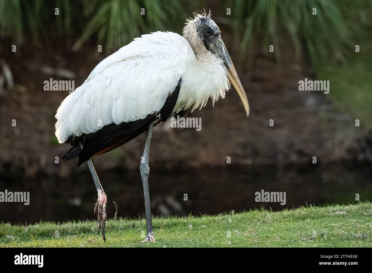 Wood stork (Mycteria americana) on a golf course in Ponte Vedra Beach, Florida. (USA) Stock Photo
