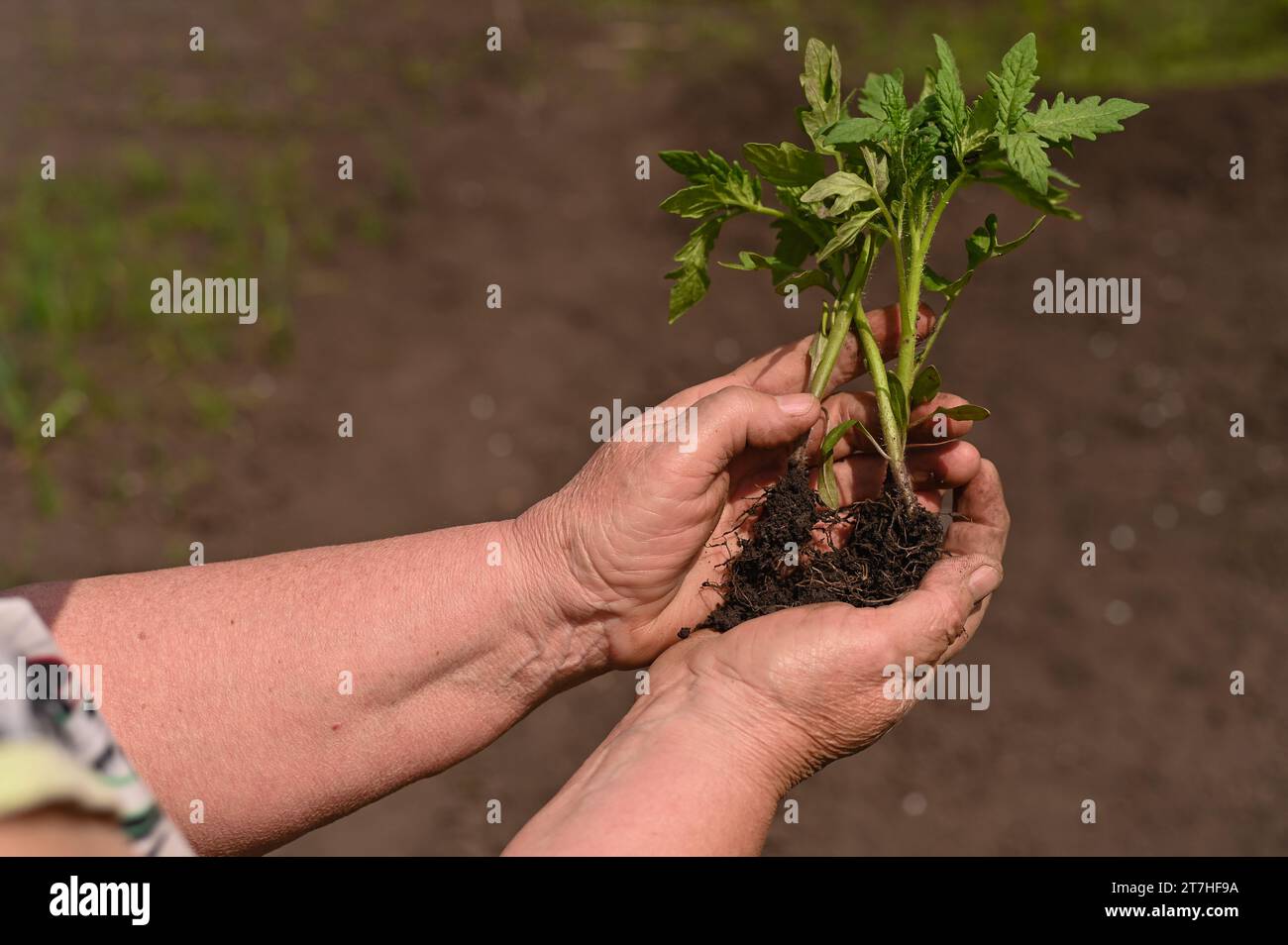 Tomato seedlings in the hands of an old woman Stock Photo - Alamy