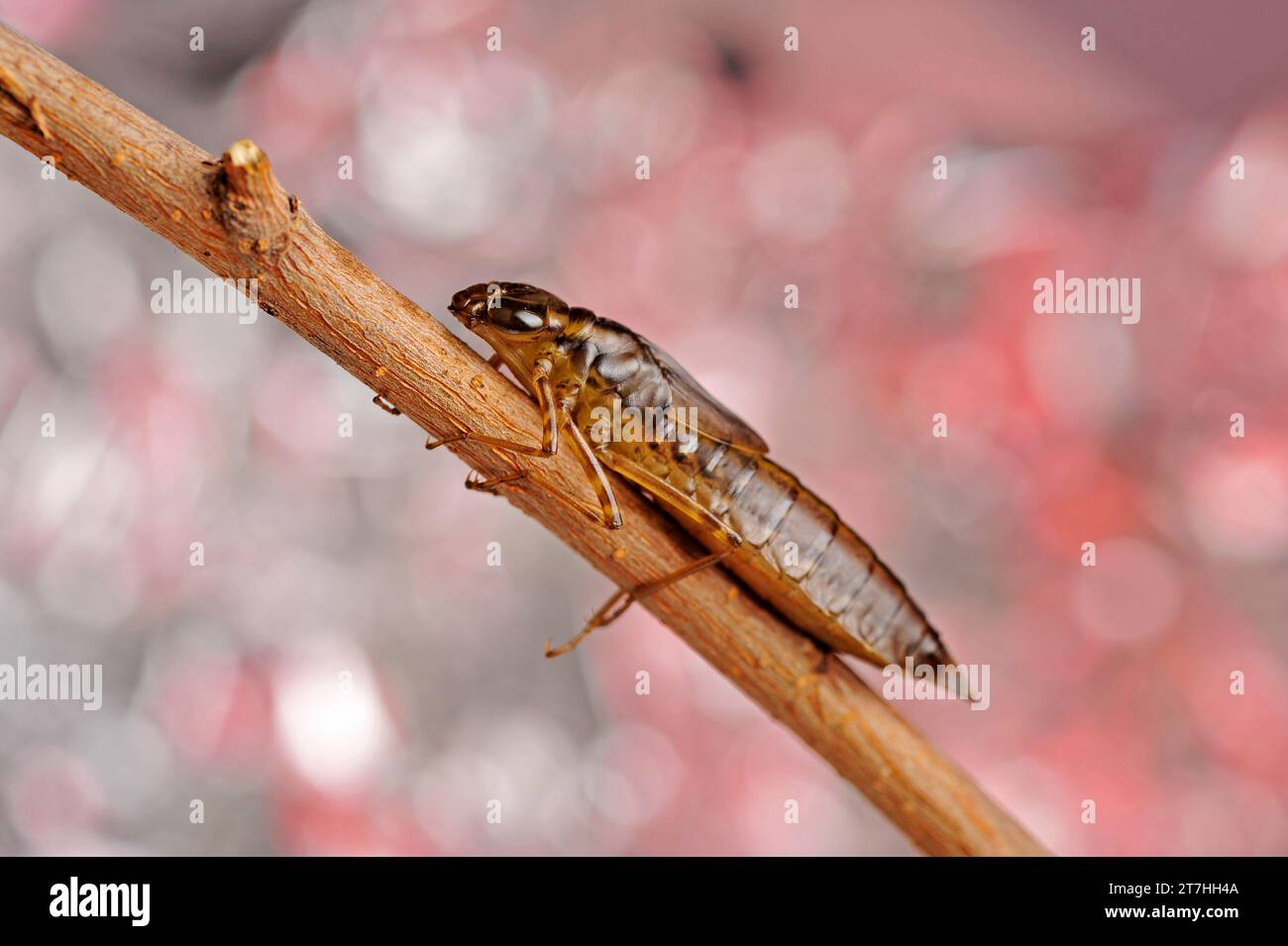 Dragonfly larvae Stock Photo