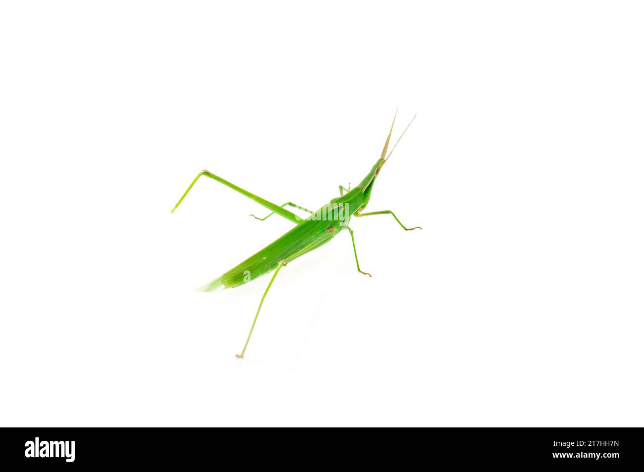 Swarms of locusts on a white background Stock Photo Alamy