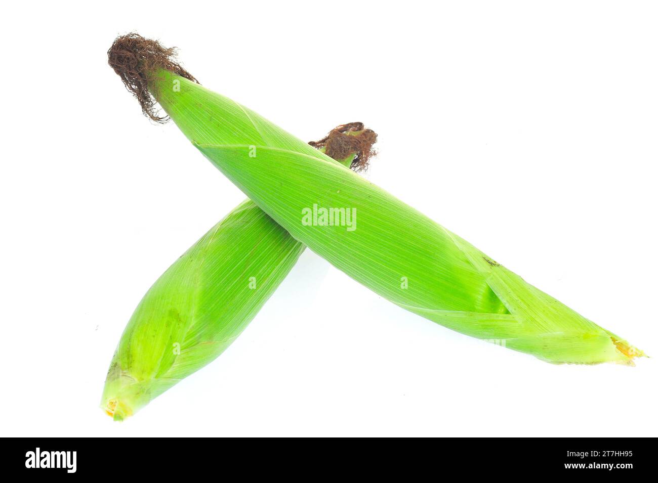 Corn cob isolated on a white background Stock Photo