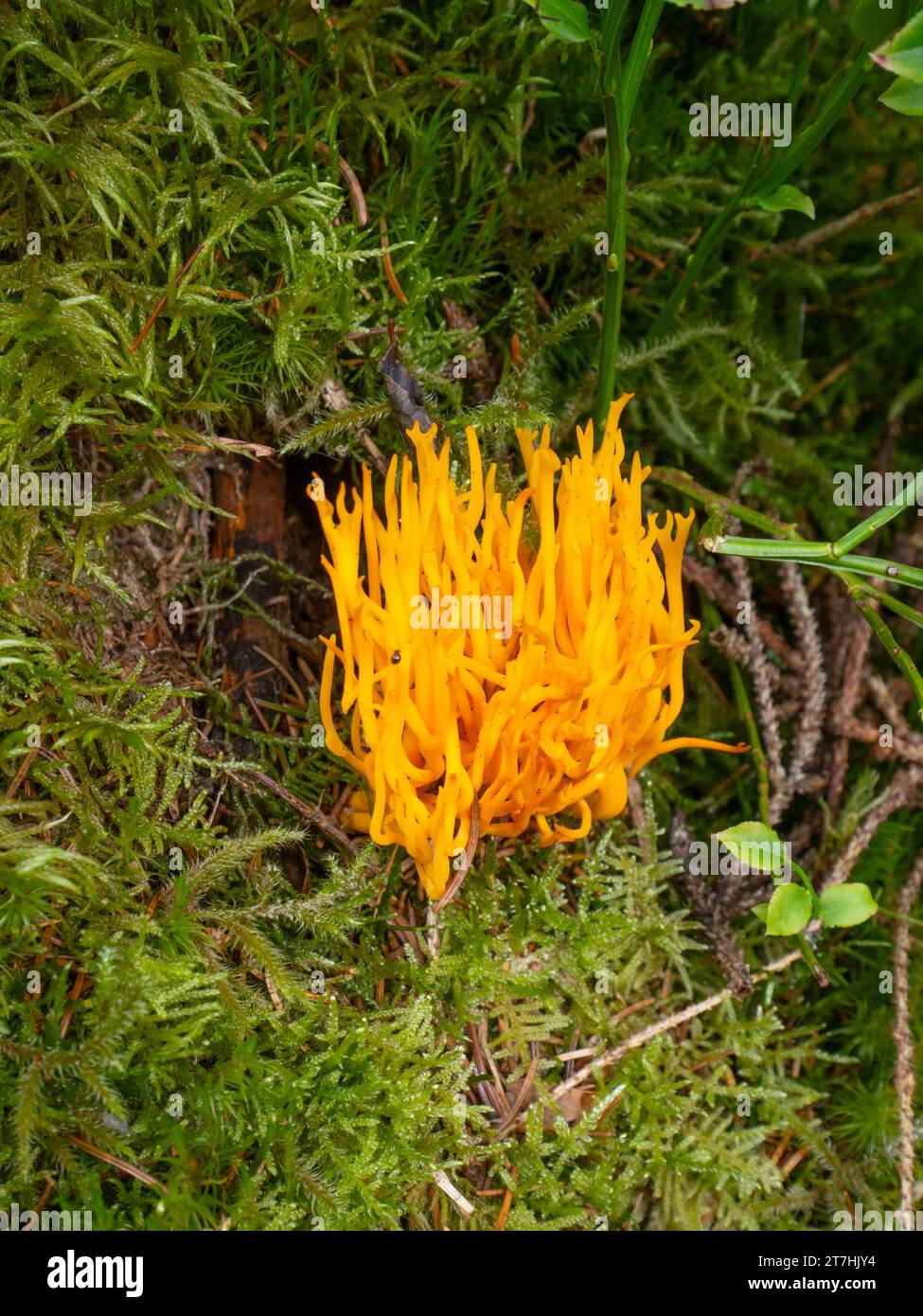 Clavulinopsis fusiformis, commonly known as golden spindles, spindle-shaped yellow coral, or spindle-shaped fairy club Stock Photo