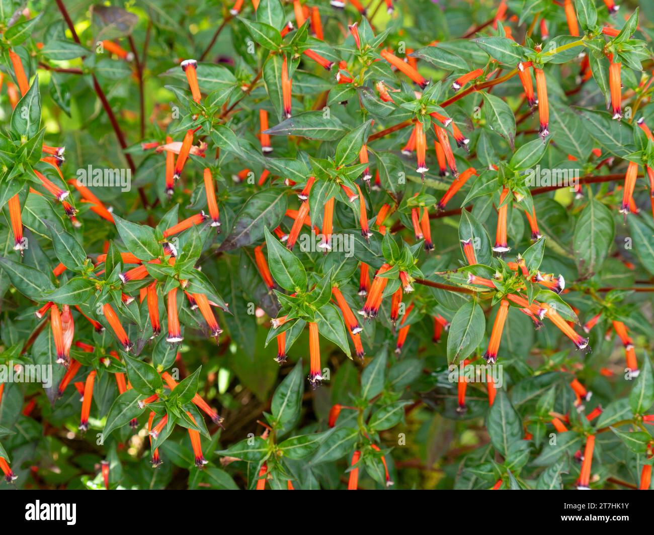 Mexican Cigar Plant  Cuphea ignea 'Matchless' Stock Photo