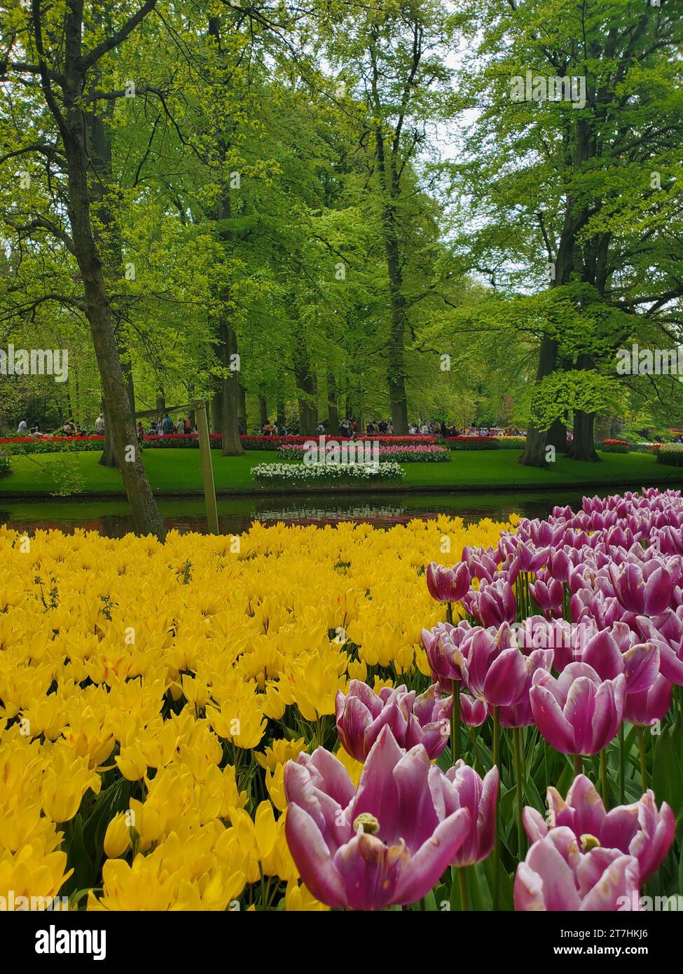 The vibrant tulips in Keukenhof botanical garden. Lisse, Netherlands ...