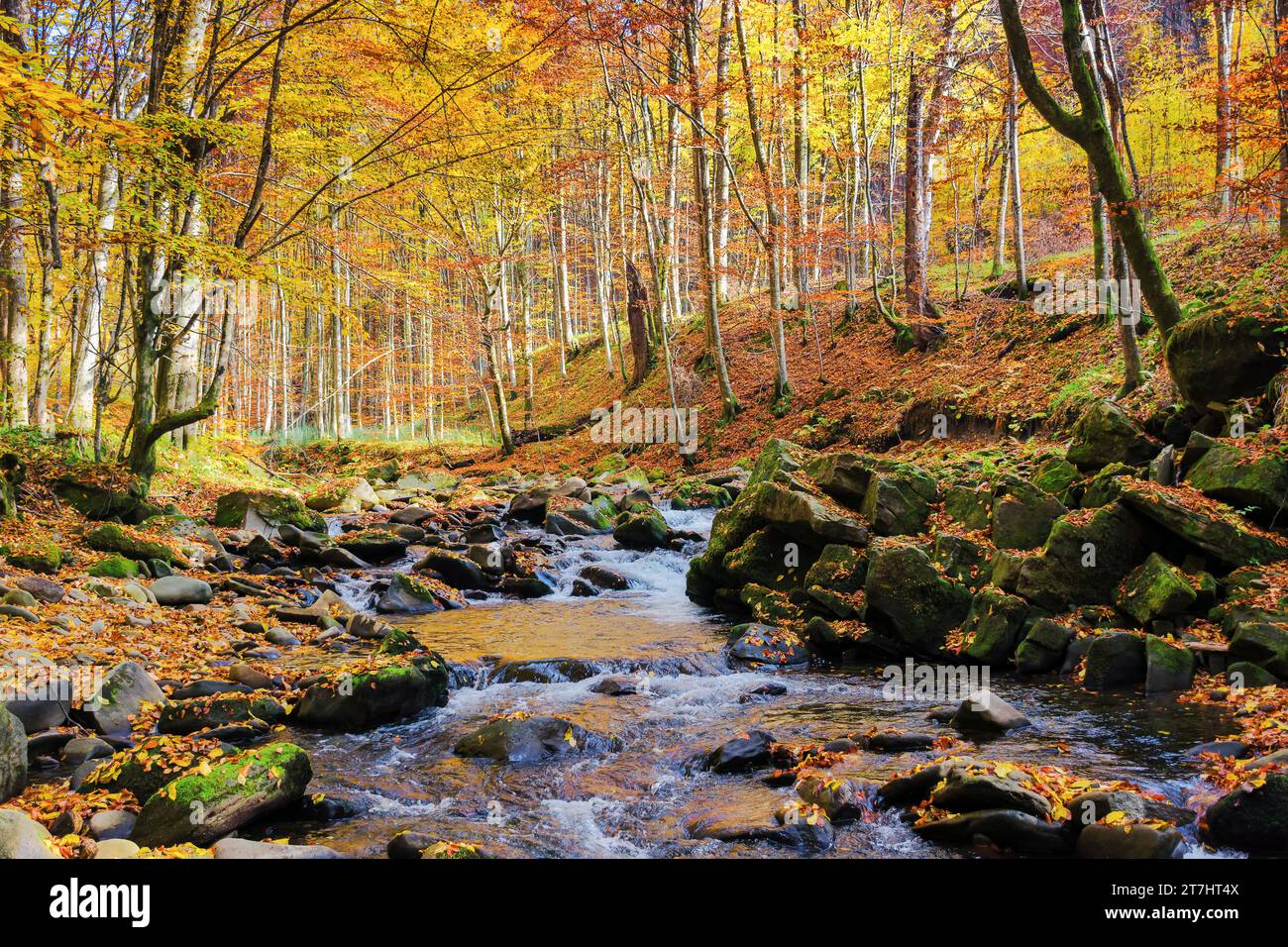 beautiful forest scenery in autumn. river with mossy stones on the shore covered in fallen foliage Stock Photo