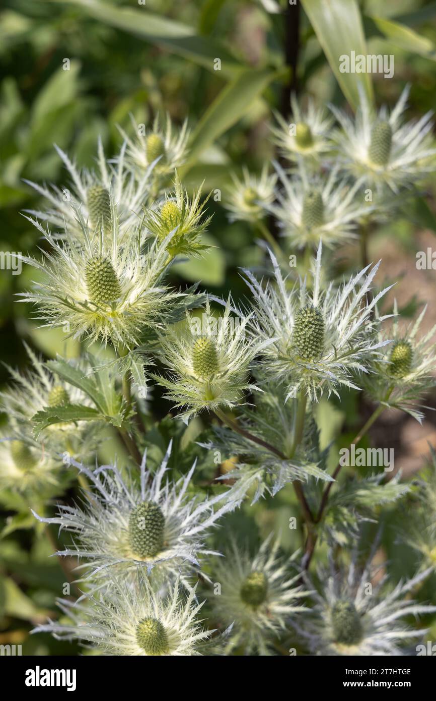 Eryngium alpinum 'Blue Jackpot' also known as Blue Sea Holly Stock Photo Alamy