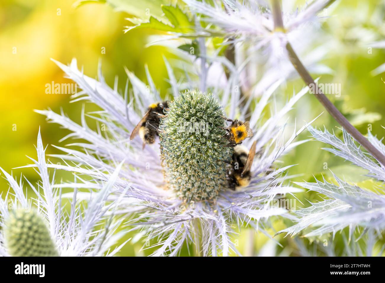 Eryngium alpinum 'Blue Jackpot' also known as Blue Sea Holly Stock