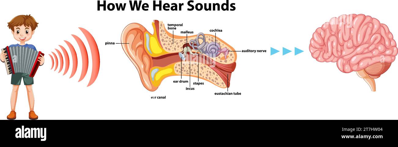 Understanding how sound travels through the ear to the brain Stock ...