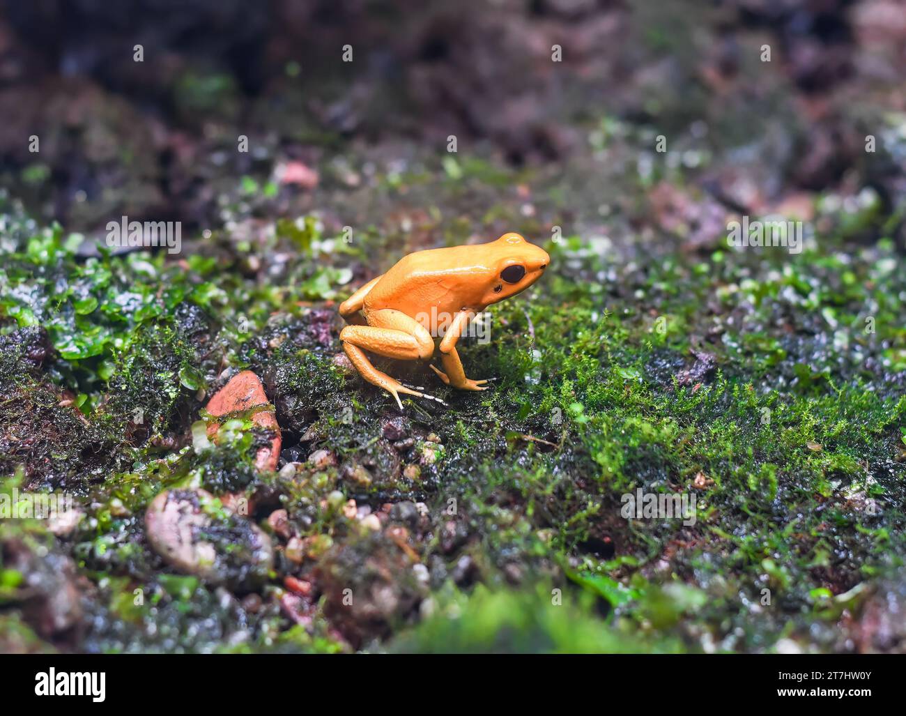 the golden dart frog or golden poison arrow frog Stock Photo