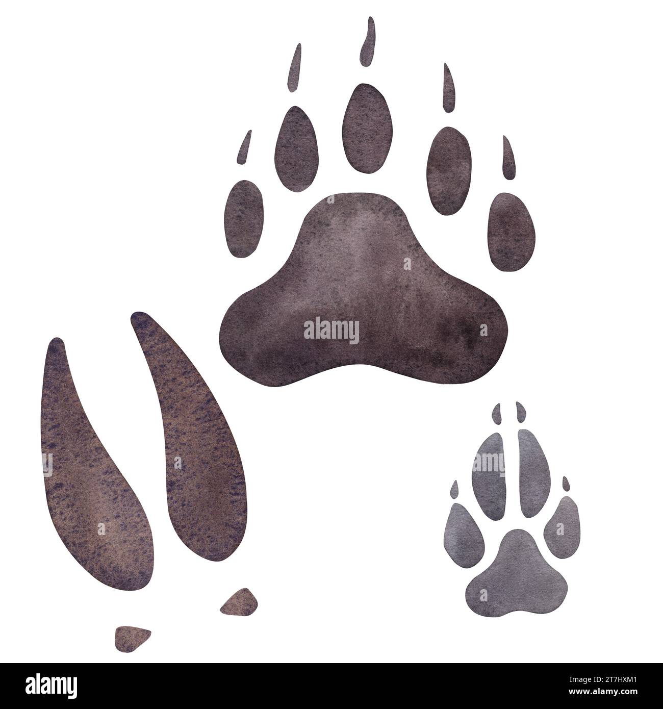 Tracks of bear, grizzly, elk, wolf. Brown grey paw wild animal footprint. Hand drawn watercolor illustration isolated on white background. For Stock Photo