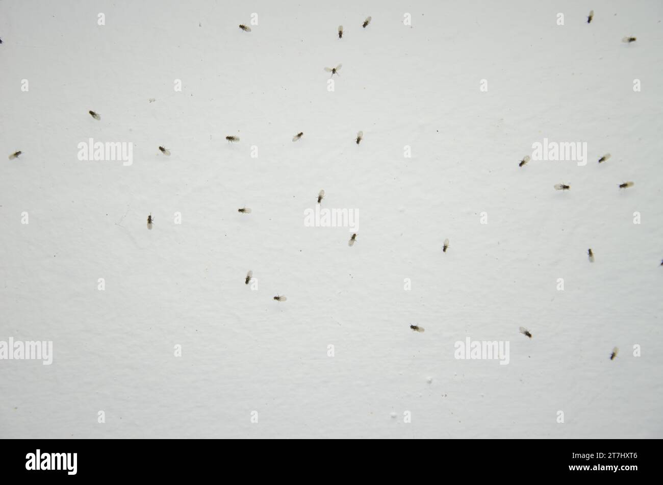 Small fruit flies Drosophila sp. The Nublo Rural Park. Tejeda. Gran Canaria. Canary Islands. Spain. Stock Photo