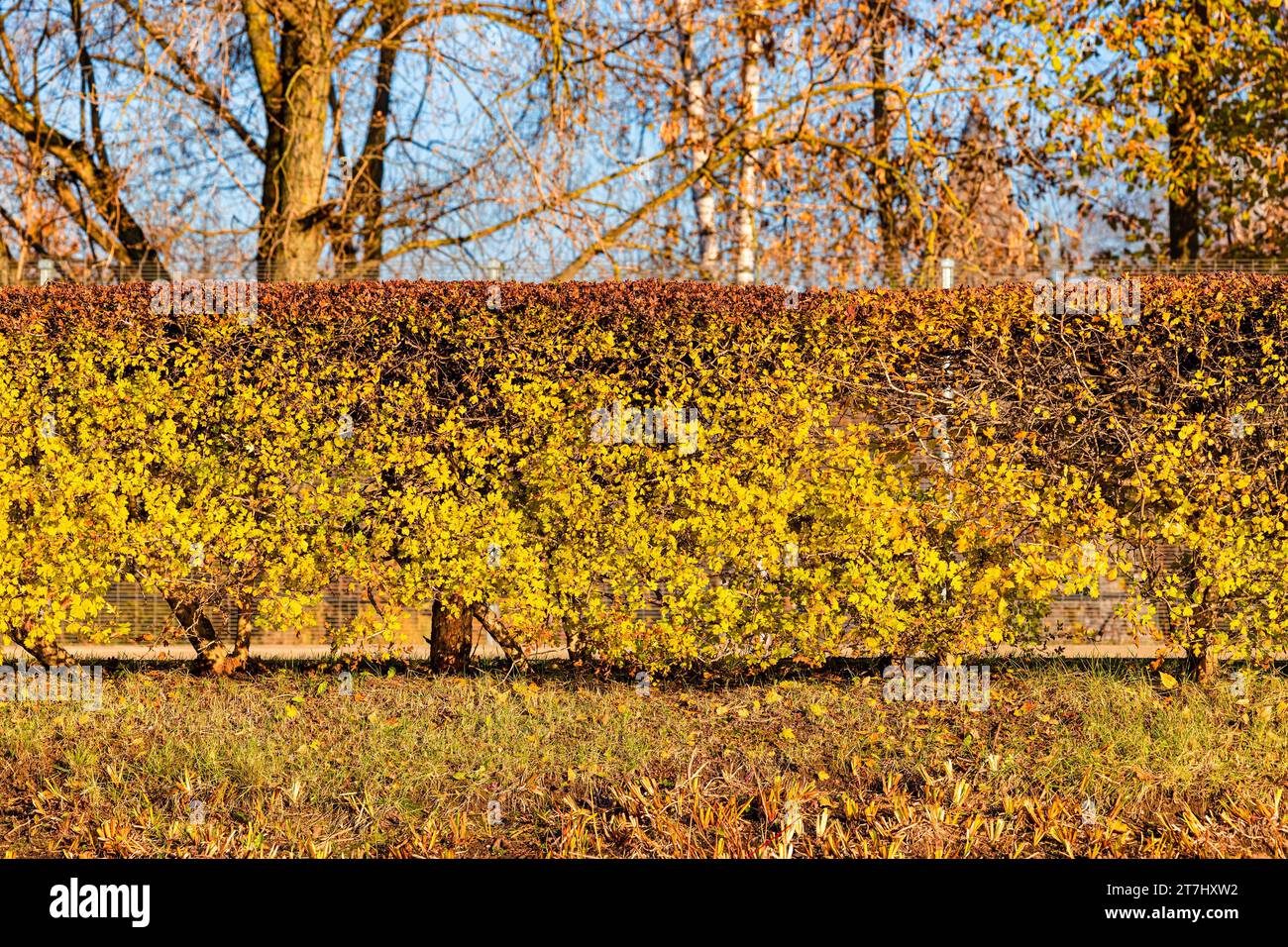 neatly trimmed bushes in an autumn park. trimmed bushes Stock Photo - Alamy