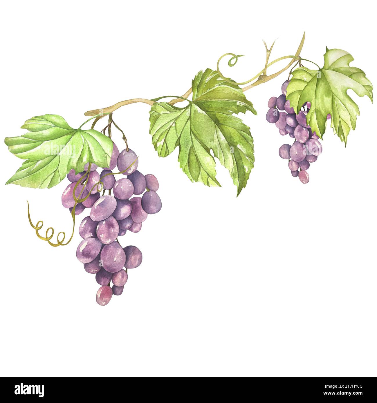 Pink Grapes Graphics Bunches of pink grapes. Watercolor painting isolated on white ...